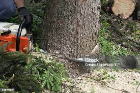 How Our Tree Care Process Works  in Babson Park, FL